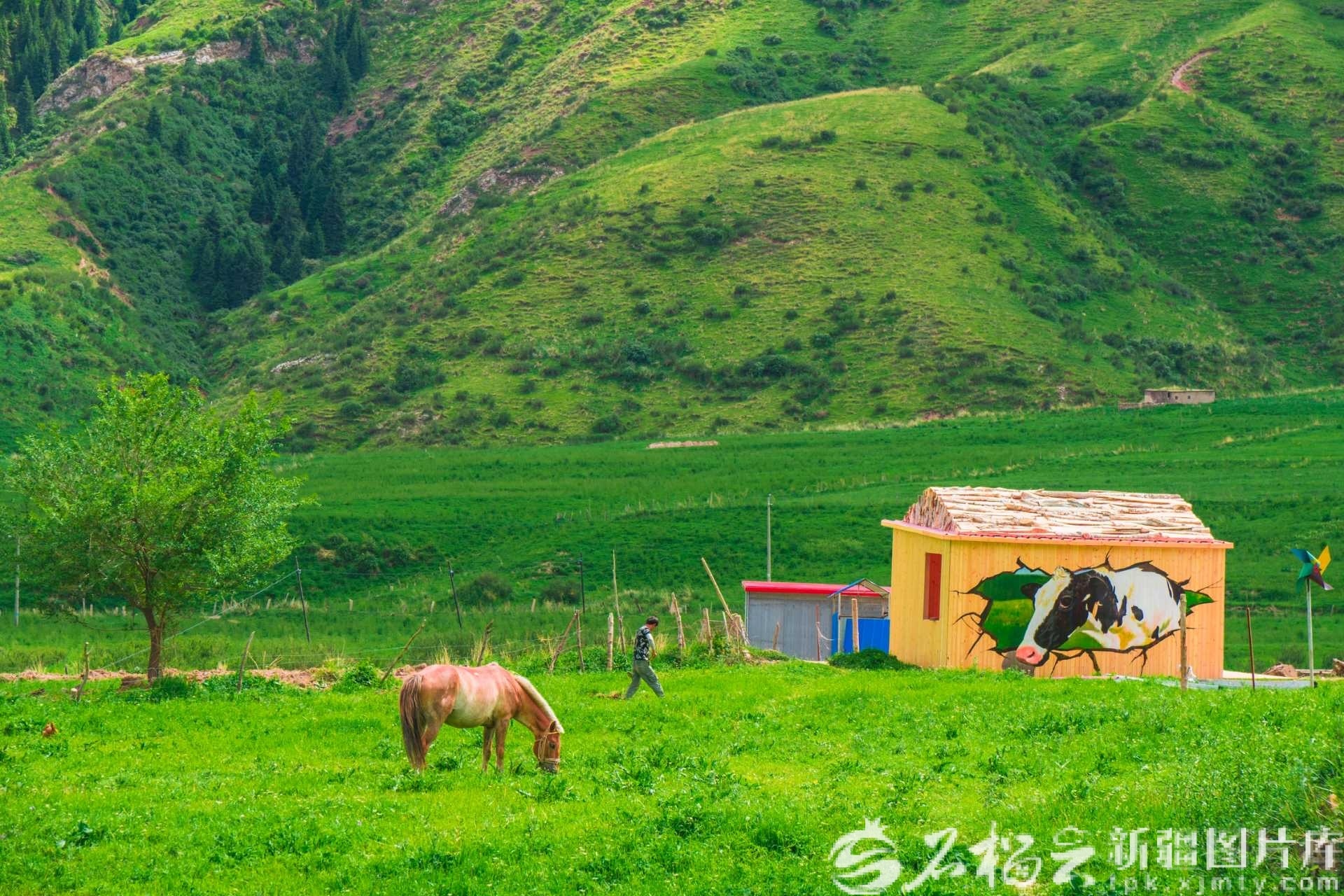 天山托木尔景区塔村的田园风光。周小强摄