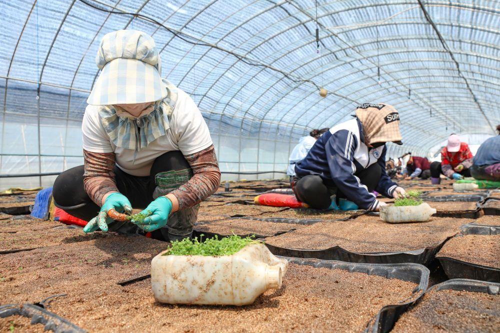 △河北张北德胜村村民在大棚内栽种马铃薯幼苗。
