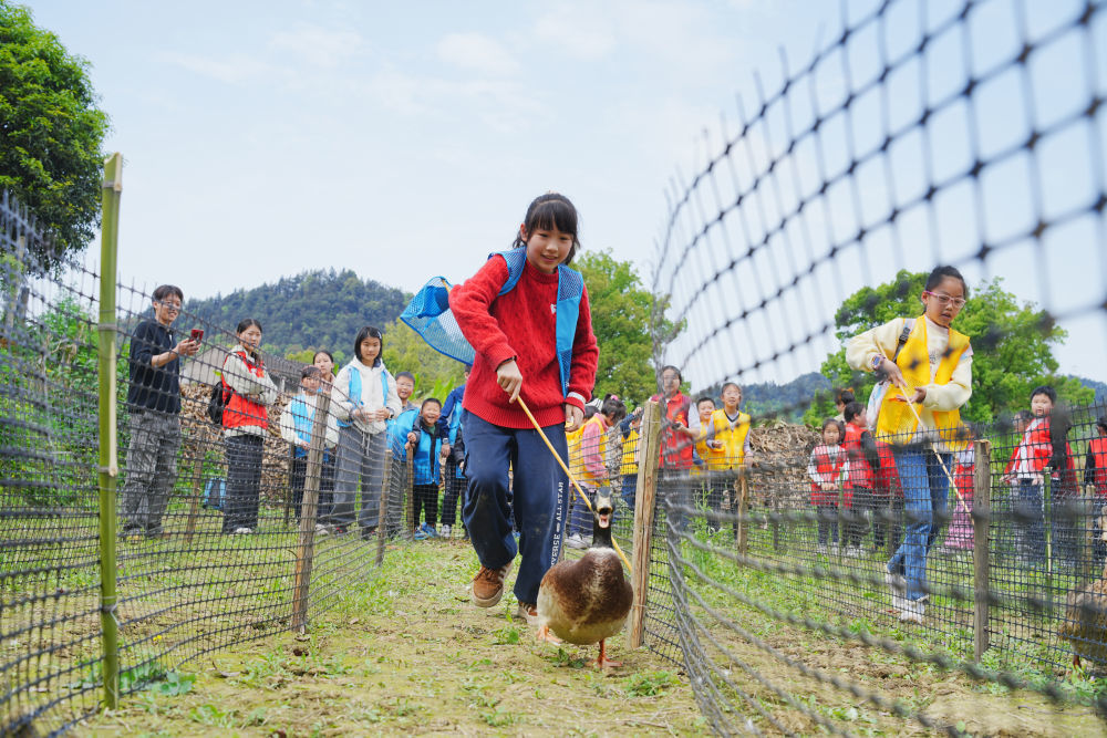 ↑4月3日，在重庆市北碚区歇马街道虎头村一农场，孩子们参加赶鸭子比赛。新华社发（秦廷富摄）