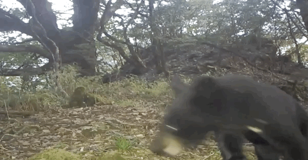 8b97eef294a48946df40296a2d4ffbad.gif