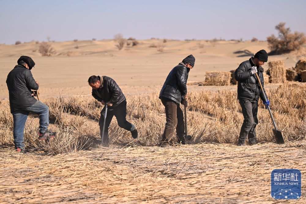 ↑ 在新疆和田地区墨玉县喀瓦克乡周边沙漠，当地农民在铺设草方格（1月11日摄）。