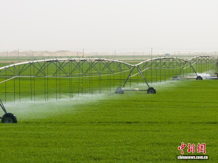 当地采用指针式喷灌精准调控,实现小水勤灌、水肥同步,较传统漫灌每亩节水20-30立方米。从连绵沙丘到连片翠绿,高效节水农业正让荒漠变良田。赵凯 摄