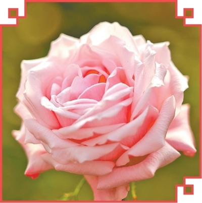 娇龙月季。邵琳鉴摄（人民视觉）