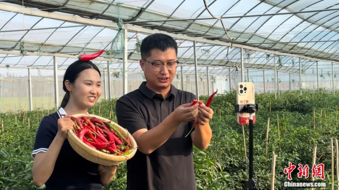 图为鸡泽县椒农正在直播卖辣椒。 田杏娇 摄