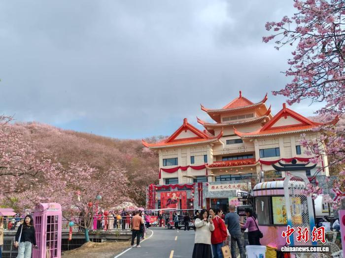 2月23日，赖坊樱花园内游人如织。雷朝良摄
