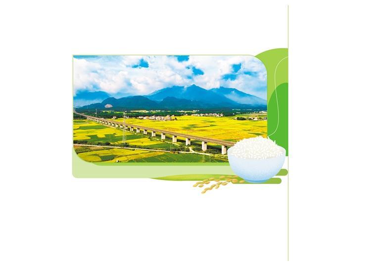 图为位于韶关市曲江区的马坝油粘米稻田。梁国劲摄(中经视觉)
