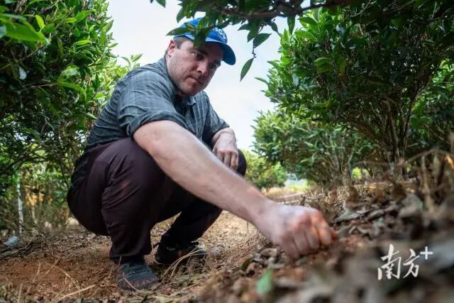 潮州市饶平县东山镇，戴伦正在查看茶园土壤。