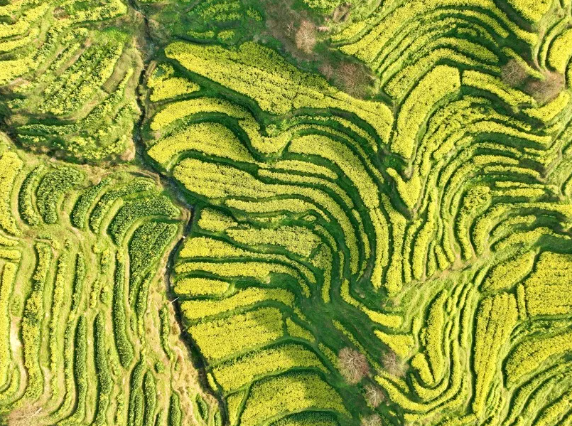解锁春日之旅 限定版“花海列车”别错过