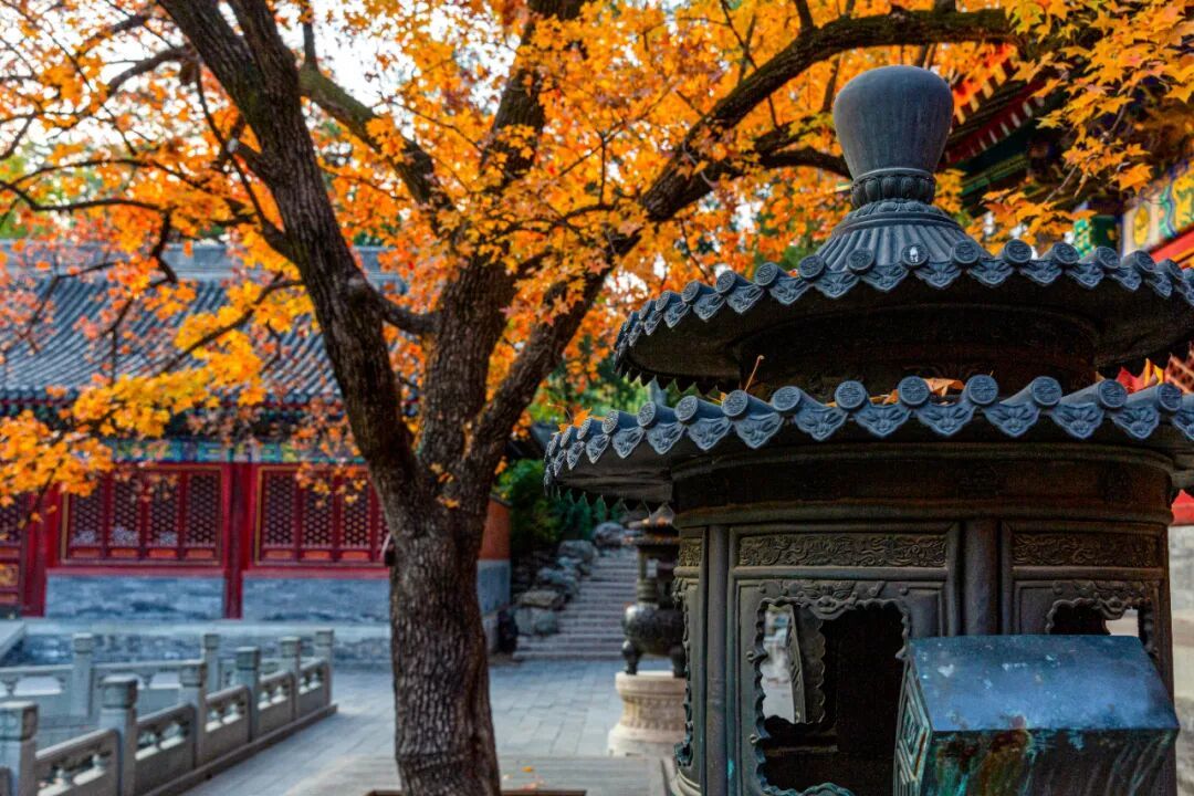 摄图网_504647929_秋天的北京香山公园_(企业商用).jpg
