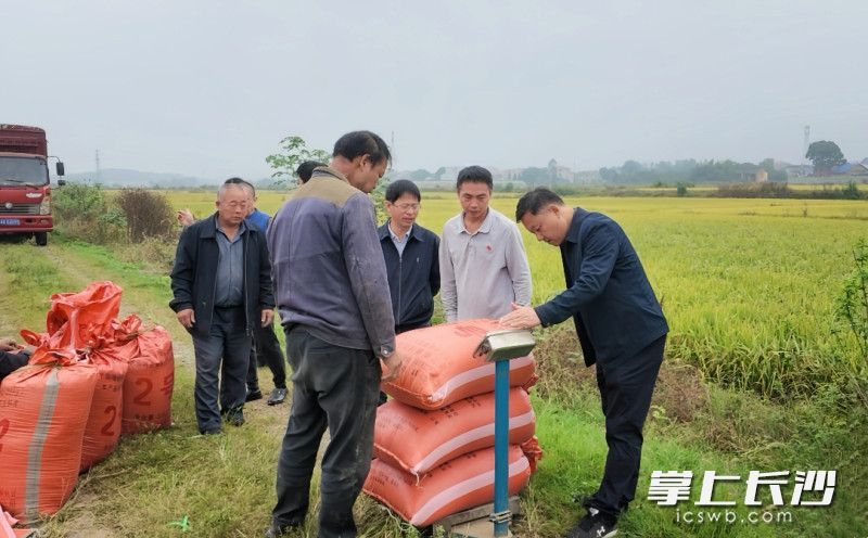 测产专家组蹲守田边，有序开展晚稻测产。