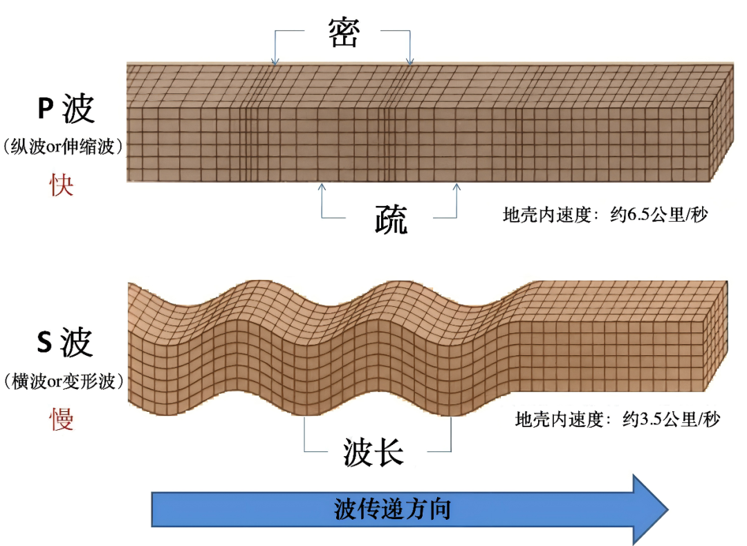 地震波主要分为P波和S波(图片来源:地质知识网络)