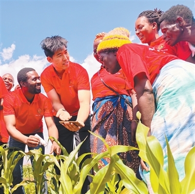 马拉维中非科技小院专家与当地学生探讨玉米增产技术。　　中国农业大学供图
