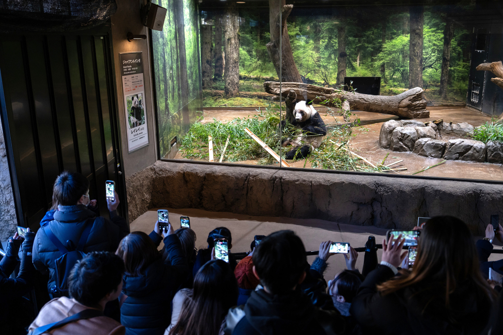 2026年1月25日,大批民众来到东京上野动物园送别大熊猫“晓晓”。