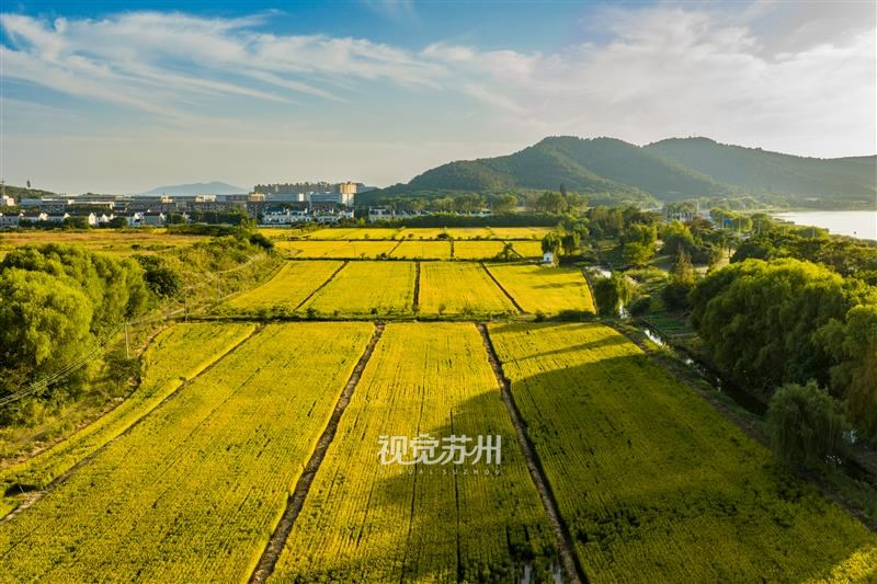 10月14日,金秋时节,太湖岸边稻田泛黄。秋风拂过,翻起层层金色稻浪,馥郁稻香随风漫溢。远处湖山静立,与近处田野相映成趣,勾勒出一幅秀美的江南丰收画卷。