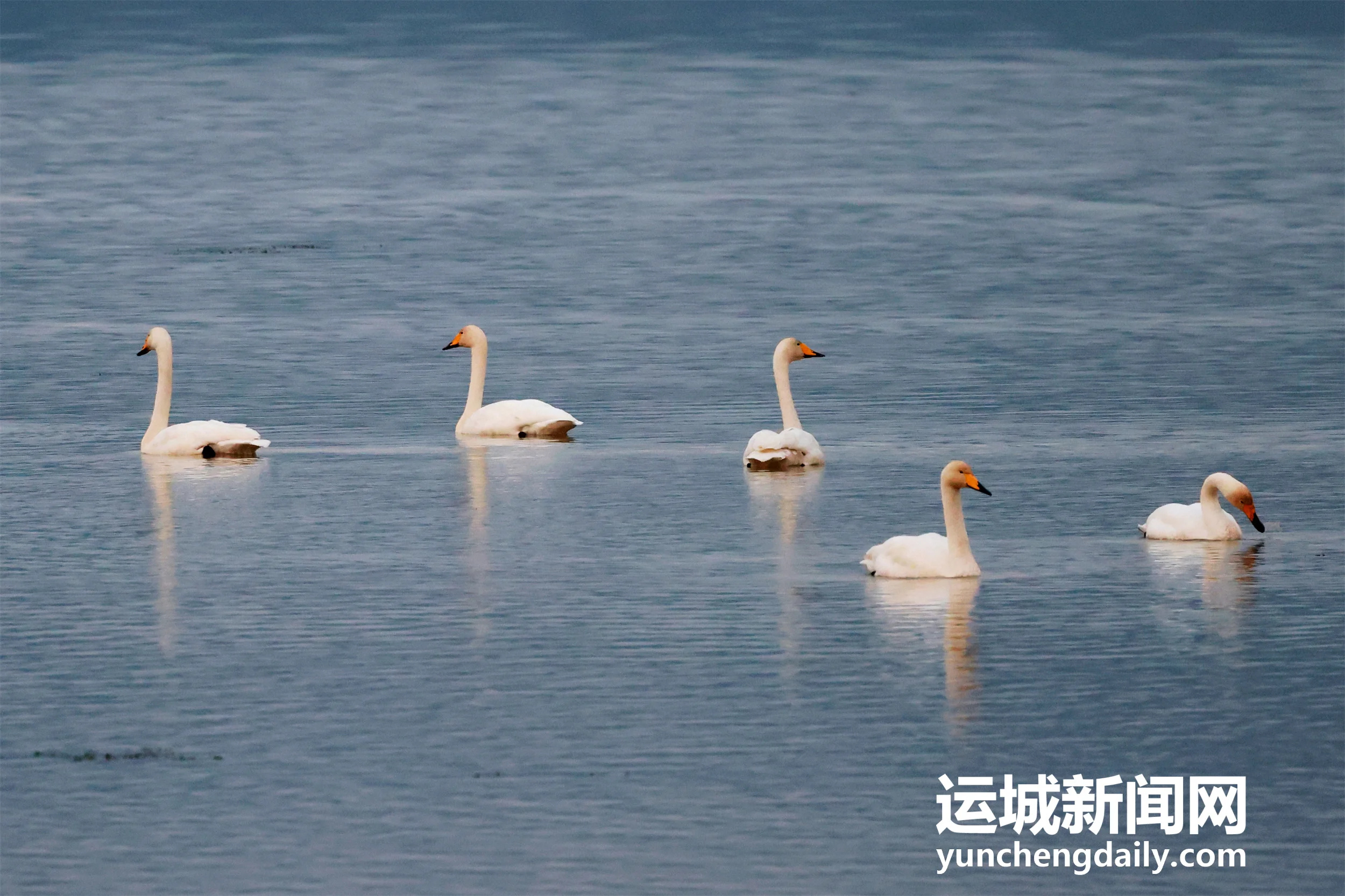 【天鹅栖三湾 湿地入画来】连日降温，百余只越冬的大天鹅如约飞抵平陆黄