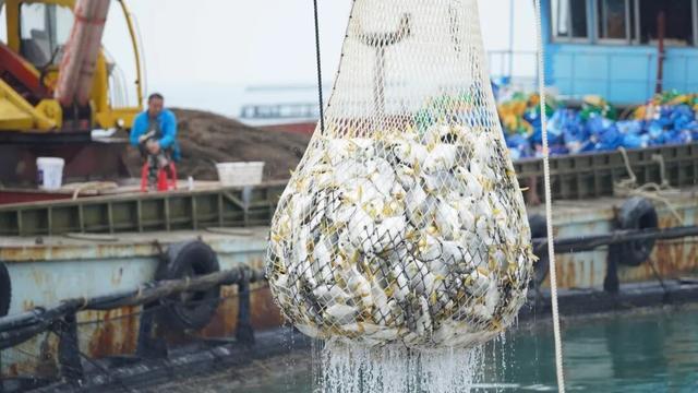 湛江金鲳鱼捕捞现场。