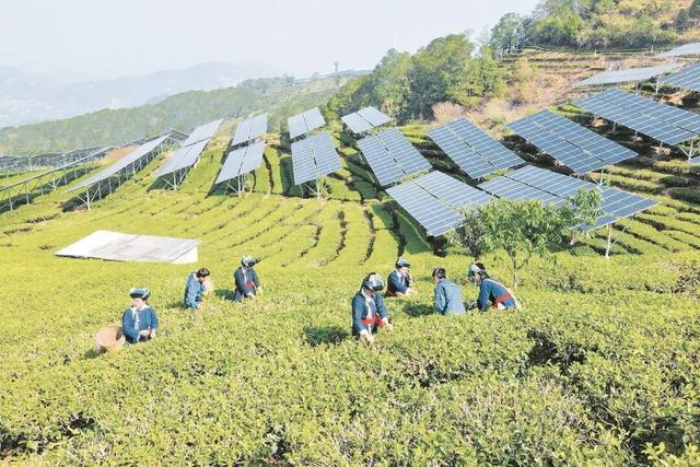 群众在安装了光伏板的茶园里采茶。
