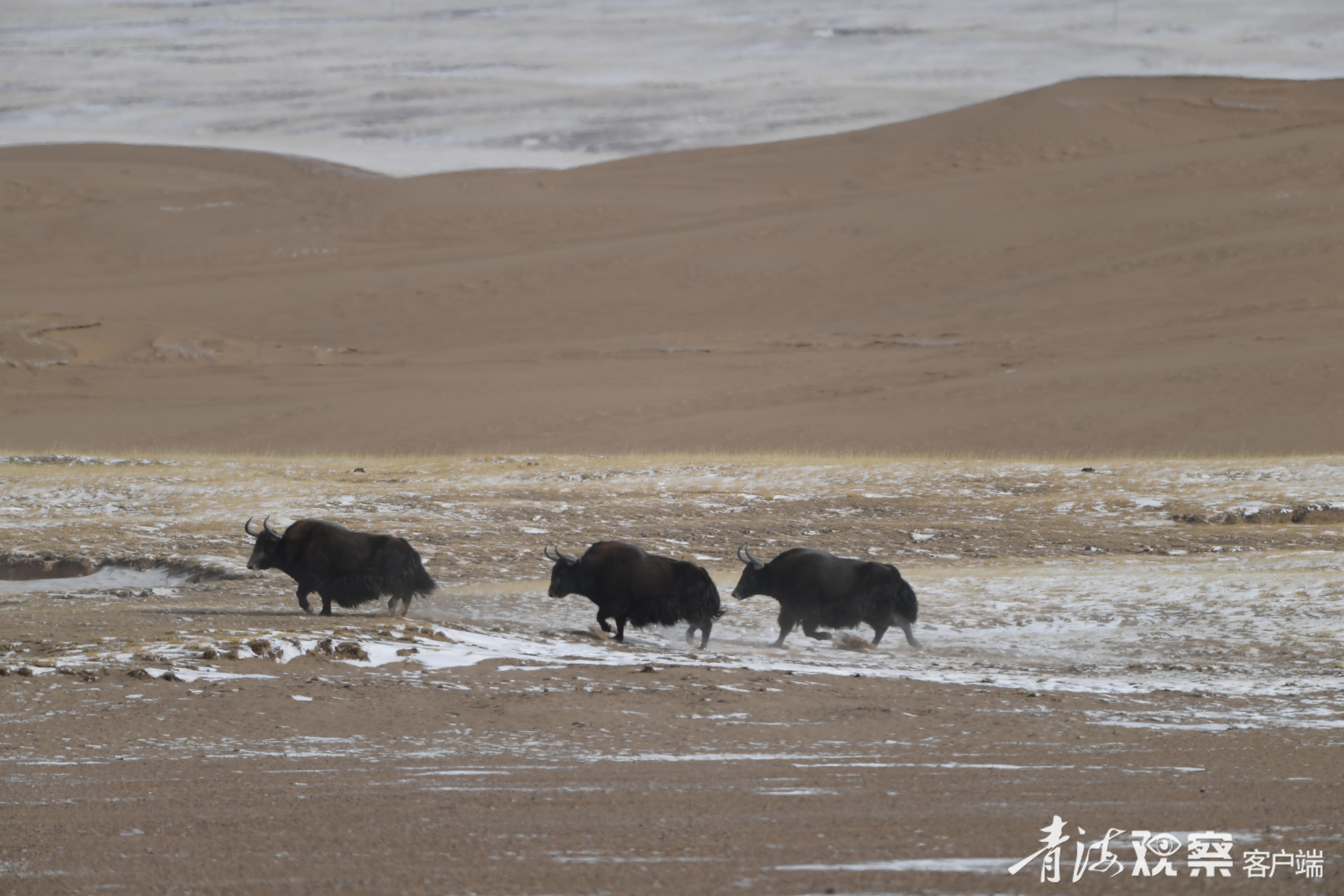 荒原上奔跑的野牦牛。青海日报融媒体记者 张多钧 才贡加 摄