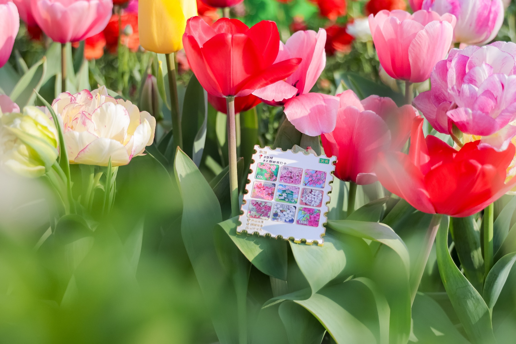 ##ALT_1_1024831022678430##