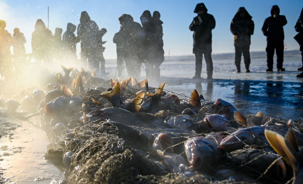 2021年12月26日，游客在查干湖冰面上观看冬捕。近年来，查干湖在保护生态环境的基础上，推动冬捕的可持续发展，通过科学规划捕捞量、加强渔业资源管理等措施，确保查干湖渔业资源的稳定增长。