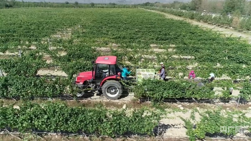 贺兰山东麓葡萄园,机械助力采收忙(央广网记者 齐平 摄)