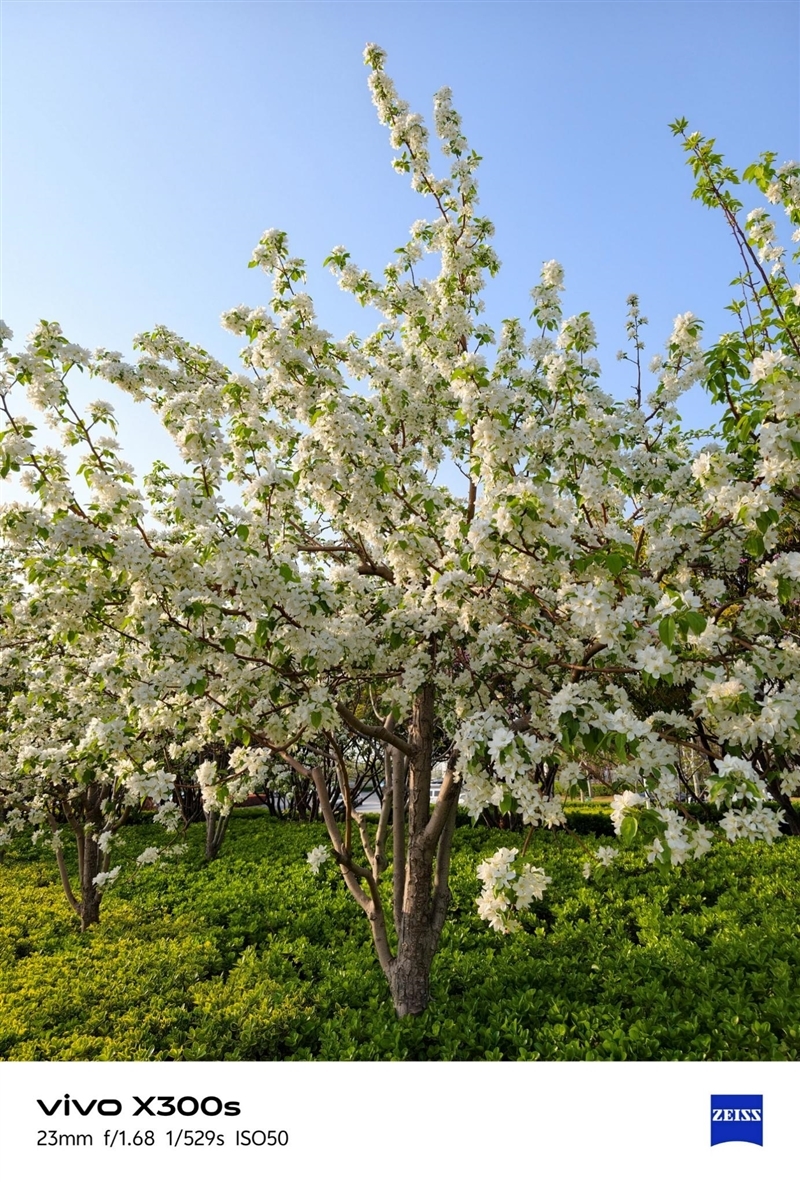 天玑9500搭配蔡司影像 vivo X300s手机全面评测:省心耐用的直屏主力机