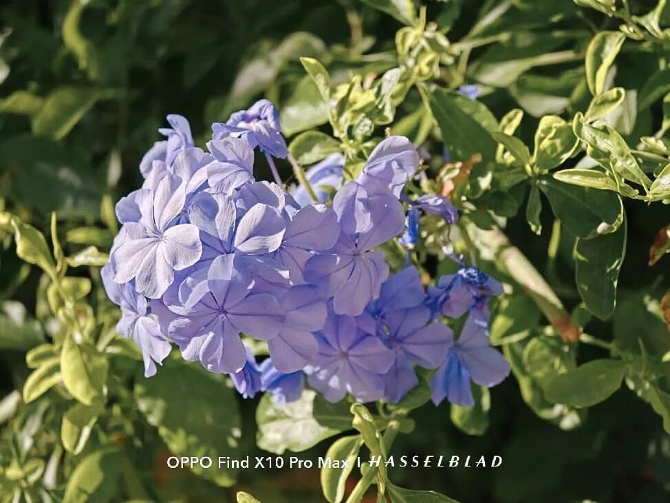 OPPO Find X10 Pro Max深度体验 留住光影本真一瞬