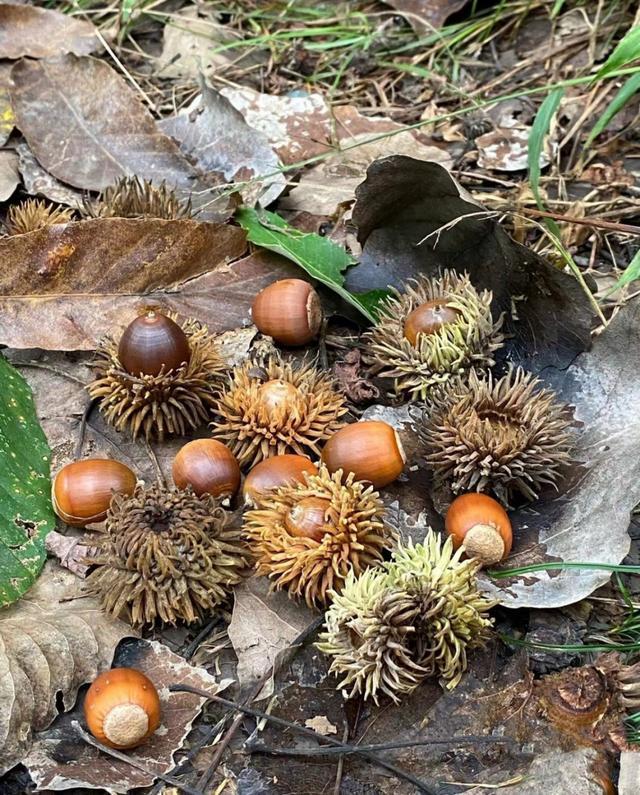 麻栎的果实