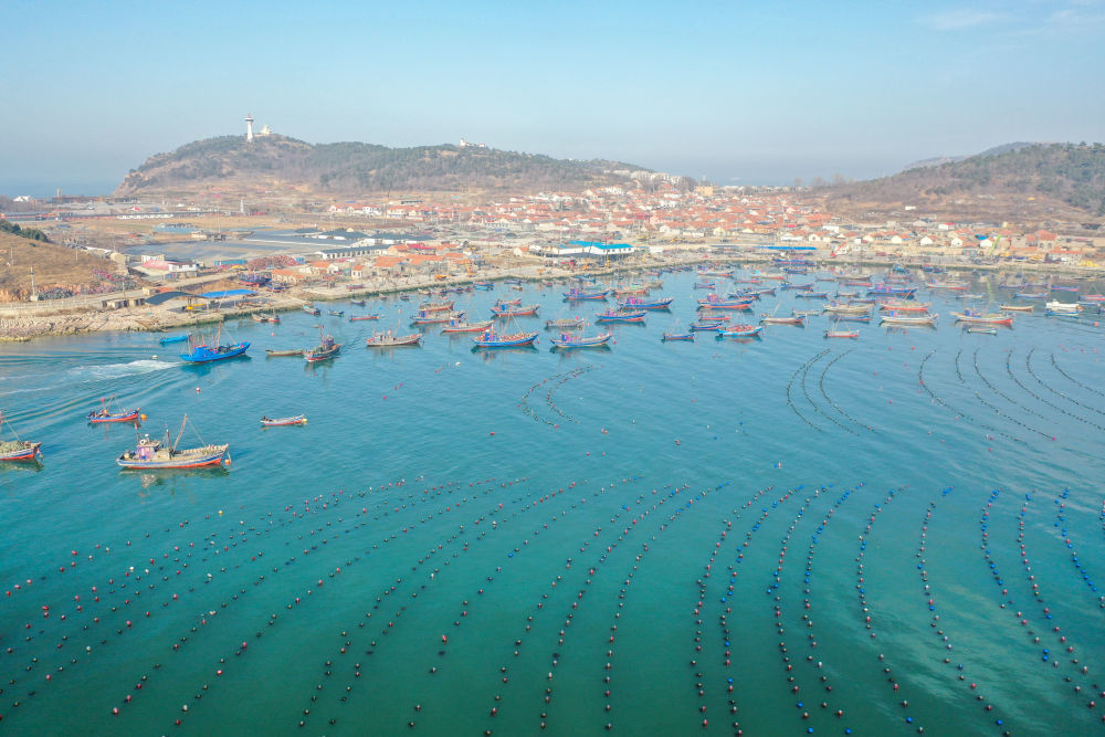 养殖工人驾驶船只在长岛海域养殖区内生产作业（无人机照片）。新华社记者 朱峥 摄