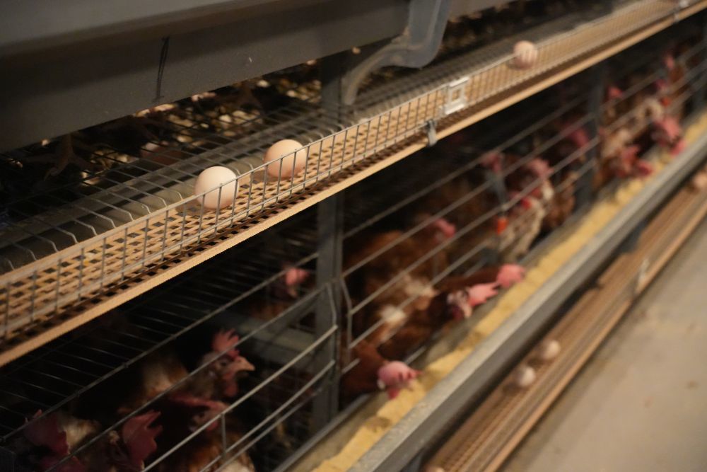 这是智能鸡舍内，新产的鸡蛋在传送带上待检。新华社记者 田金文 摄