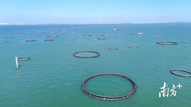 湛江特呈岛海域建成全省首个深海网箱产业园，主打金鲳鱼养殖。
