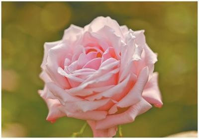 云南省农业科学院命名的“娇龙”月季。 邵 琳摄