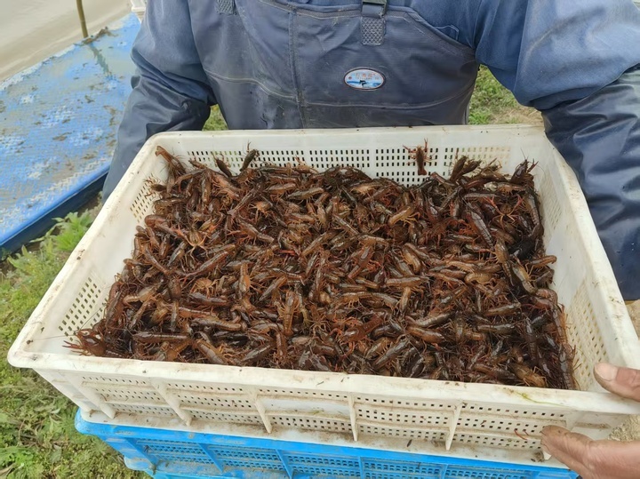 【开局之年看中国·遇见不一样的江苏】全国抢养龙虾,江苏靠什么打赢品牌战?