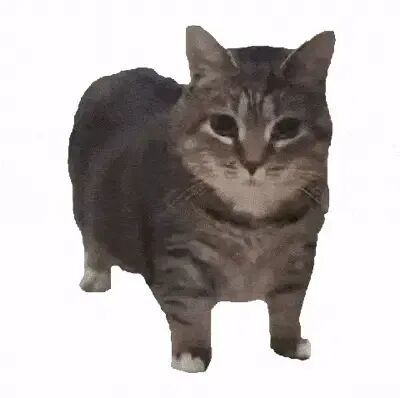 现在互联网上最火的猫,从“耄耋”变成了“萝卜纸巾猫”_搜狐网