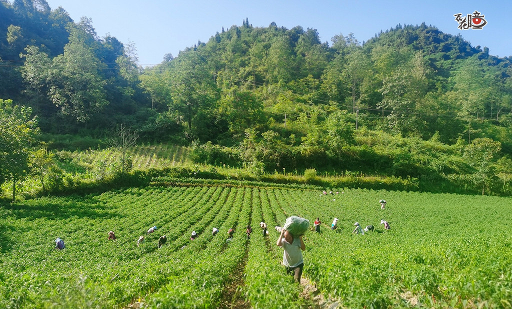13 彭水:彭水大同镇,村民在基地采摘辣椒。通讯员 邬敏