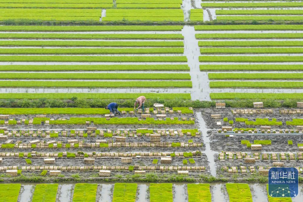 ↑ 4月10日,浙江省余姚市黄家埠镇上塘村农民在田间搬运早稻秧苗(无人机照片)。新华社发(张辉摄)