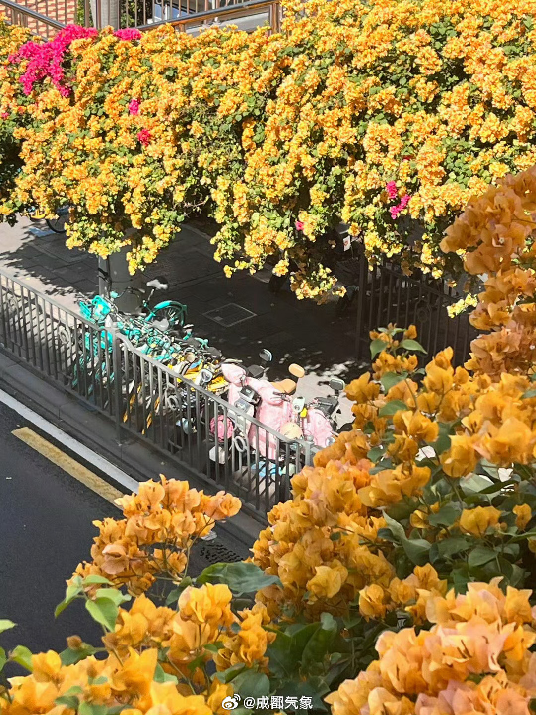 #被一株三角梅燃到了# 三角梅盛放的场景真是又美又壮观，隔着屏幕都是