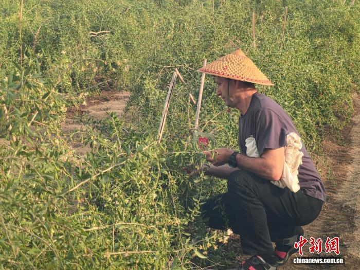 图为中亚主流媒体采访团成员体验枸杞采摘。赵凯 摄