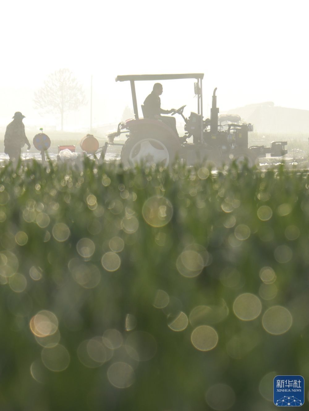 ↑ 4月12日,河南省安阳市内黄县马上乡农民在播种地膜花生。新华社发(刘肖坤摄)
