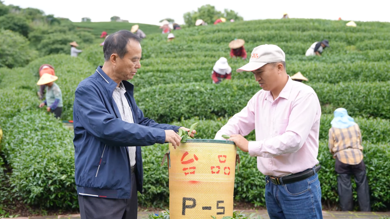 谢东庆和茶农在茶园内采收春茶。新华网发（受访者供图）