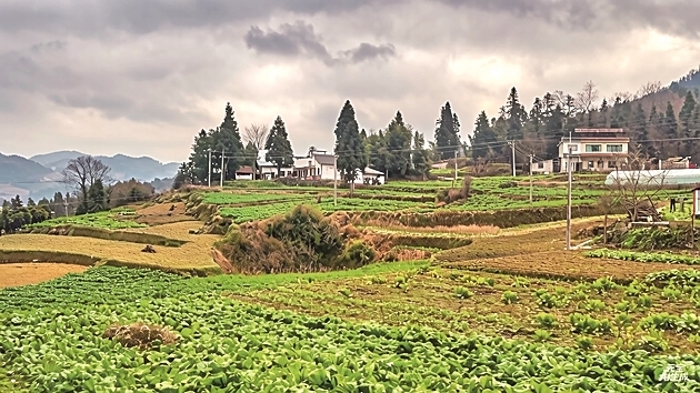 桐梓县峰岩村的田野间绿意盎然。本报记者 陈冠合摄/光明图片