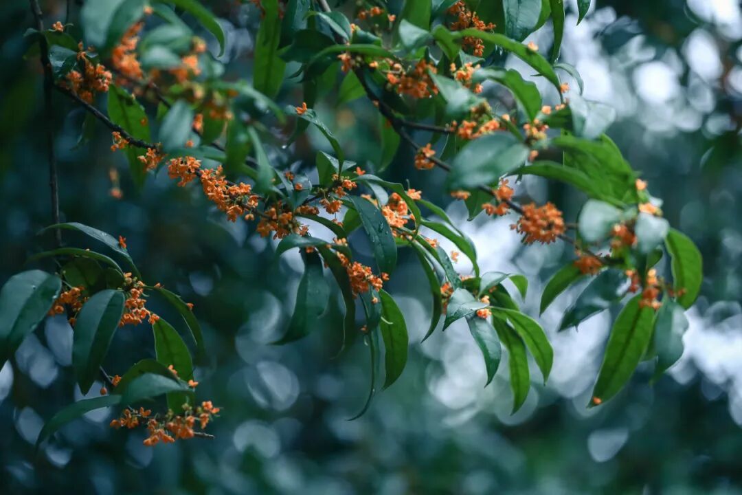 图虫创意-1053311489271267330.jpeg
