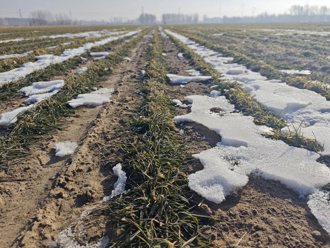 冬黑麦在科尔沁沙地上安了家