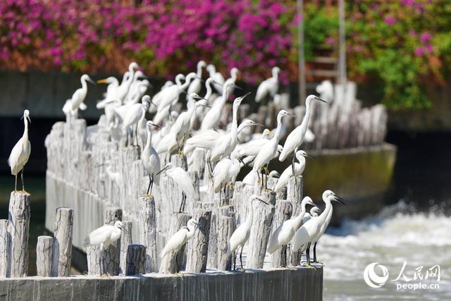 厦门“市鸟”白鹭与“市花”三角梅同框。人民网记者 陈博摄