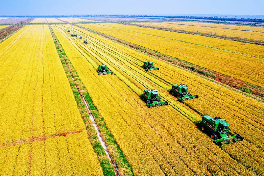 2025年,上海实现粮食播种面积、总产量、单产“三连增”。(图片来源:上海三农)