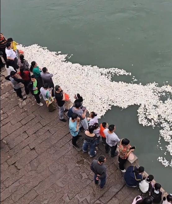 游客在合江门喂鱼