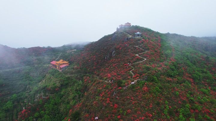 4月14日，江西省赣州市宁都县杜鹃花竞相绽放，文天祥曾在赣州、吉安两地招募义军抗元。钟院兰 摄