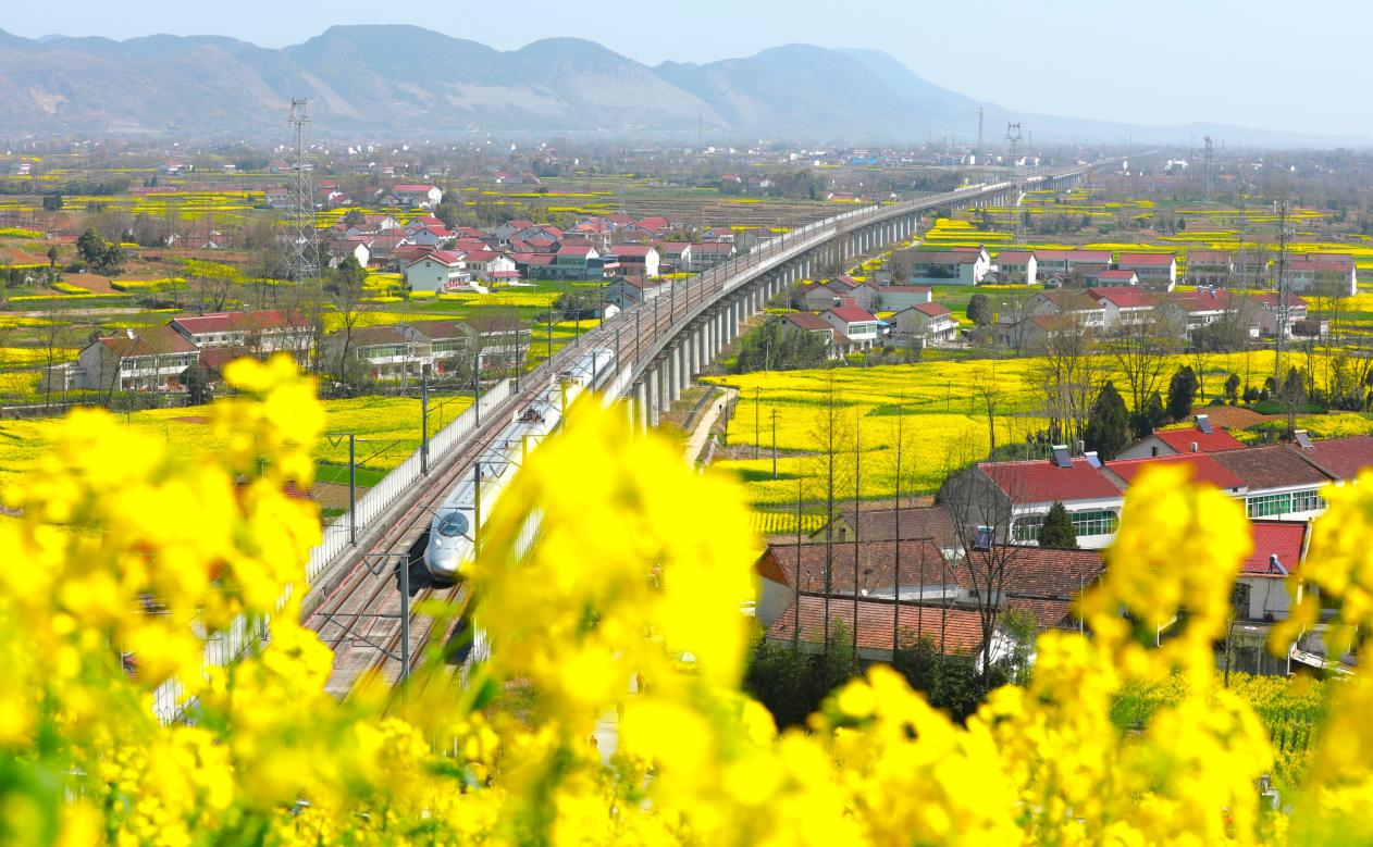 高铁穿行金色花海(央广网发 任伟摄)