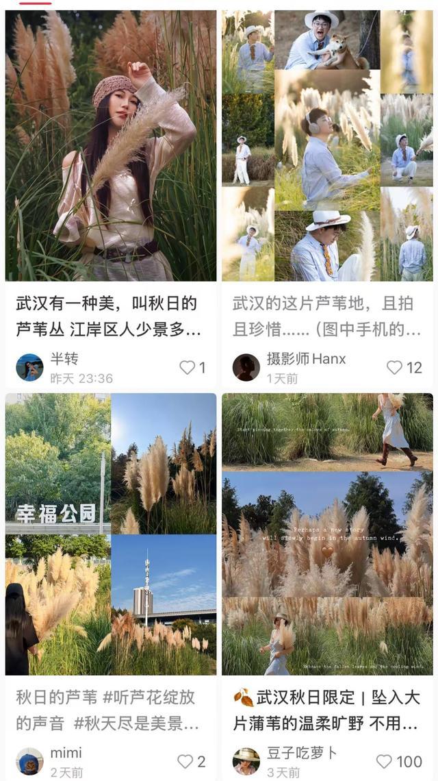 ○本年秋天在唐突平台爆火的“幸福公园”蒲苇机位，很多东说念主专程前去打卡。
