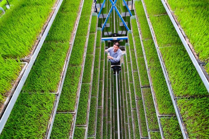 2026年4月6日，河南省信阳市光山县青龙河合作社全自动智能化育秧工厂，工作人员在管护水稻秧苗。新华社发（谢万柏 摄)